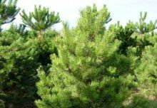 Сосна черная Pinus Nigra