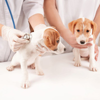 Вакцинация собак и щенков противовирусными вакцинами
