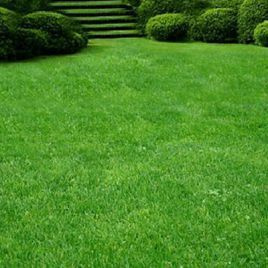Тимофеевка луговая: описание газонной травы, фото, характеристики, особенности выращивания для газона