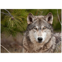 Фотообои Уютная стена "Суровый взгляд волка" 380х270 см Виниловые Бесшовные (единым полотном)