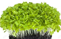 Семена микрозелень Базилик зеленый 5г