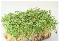 Семена микрозелень Горчица зеленый 5г