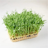 Семена микрозелень Горох зеленый 5г